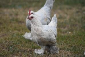 booted bantam pair