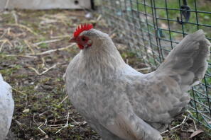 Lavender millefleur booted bantam hen