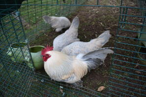 Lavender millefleur booted bantam quad