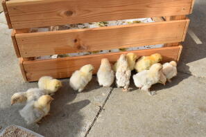 chicks outside for the first time