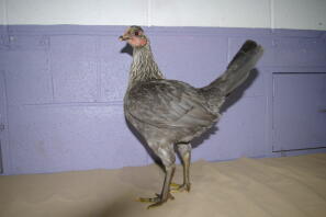Chicken posing with purple background