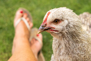 Close up of chicken with legs in background