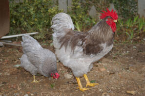 2 chickens in the garden