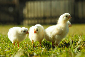 Baby leghorn