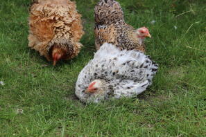Our 3 cute hens????