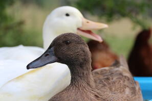 Enjoying the fresh air with a Campbell duck