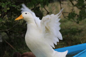 Flap those wings