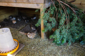 My Japanese Quails!
