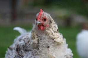 A fluffy scruffy white and brown chicken