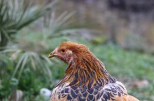 A close up image of a brown chicken in a garden