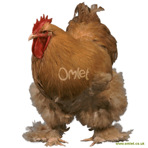 Cochin For Sale Chickens Breed Information Omlet