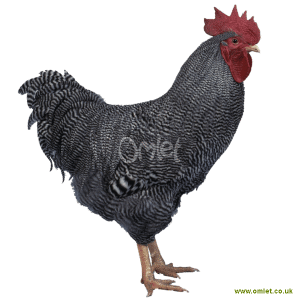 Plymouth Rock For Sale Chickens Breed Information Omlet