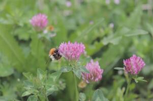 Some pretty flower being polinated by bees.