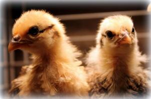 Close up of chicks