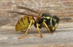 A wasp on a peice of wood