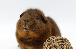 A rex cochon guinea pig.