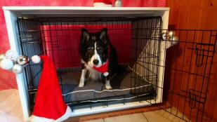 A dog inside a white Fido Nook 36 with christmas decorations