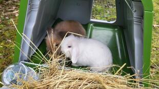 Snowball and big ears in their new hutch