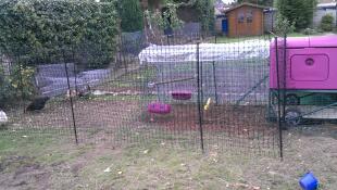 Omlet purple Eglu Cube large chicken coop and run with clear covers and Omlet chicken fencing