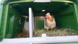 A chicken inside a large green Cube chicken coop