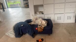Bolster dog basket 