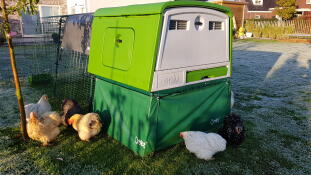 Omlet green Eglu Cube large chicken coop and run with chickens in garden