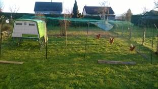 Omlet green Eglu Cube large chicken coop and run in the garden