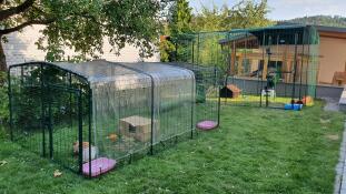 Large rabbit runs connected together using rabbit tunnels.