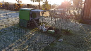 Omlet green Eglu Cube large chicken coop and run and Omlet chicken fencing