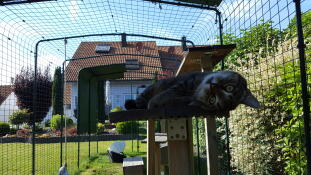 Cute black cat relaxing in Omlet outdoor catio