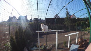 A white small cat in a large walk in run with accessories to play on inside