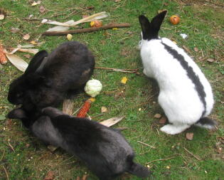 Does the meadow taste Good?