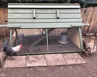 Chickens outside of Boughton wooden chicken coop