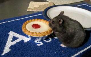 Norma loves bakewell tarts!