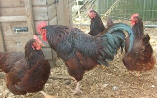 Three chickens and rooster outside their coop