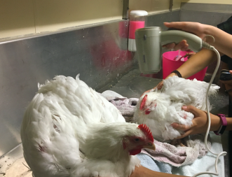 Drying chickens with hair dryer