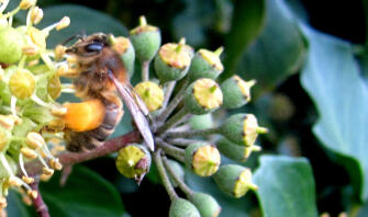 Close up of Bee on Ivy collecting pollen
