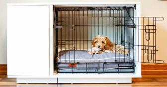 A dog inside a Fido Studio with a wardrobe attachment