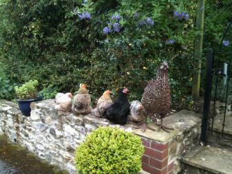 The Pekin girls admiring the cockerel!