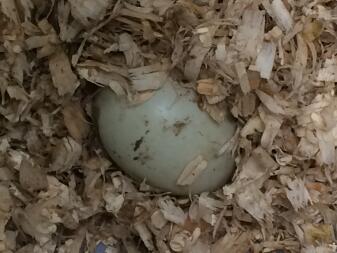 1st Duck egg