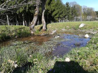 Runner ducks in the pond