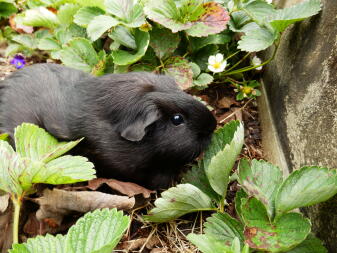 amongst the strawberry's ????