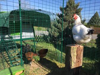 Omlet green Eglu Cube large chicken coop and run connected to Omlet walk in chicken run