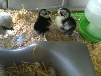 1 day old Pekin Chicks in Eglu