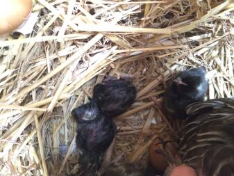 Chicks hatching naturally
