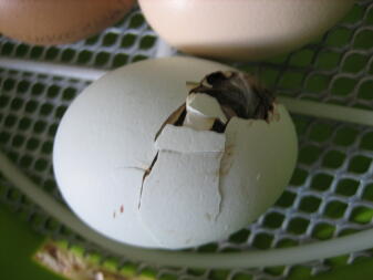 hatching egg