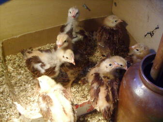 R.I.R chicks at a few weeks old