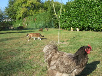 Chickens and cat in garden