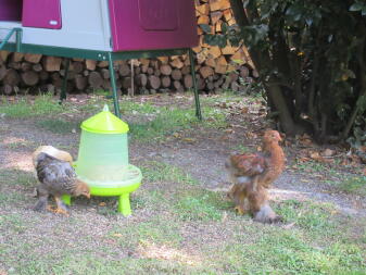 Omlet purple Eglu Cube large chicken coop and chickens