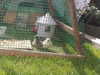 Baby chicks